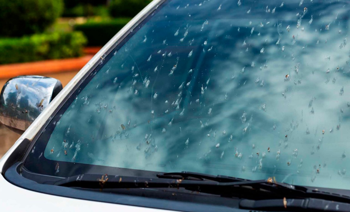 5 dicas para evitar que os mosquitos deteriorem o seu veículo